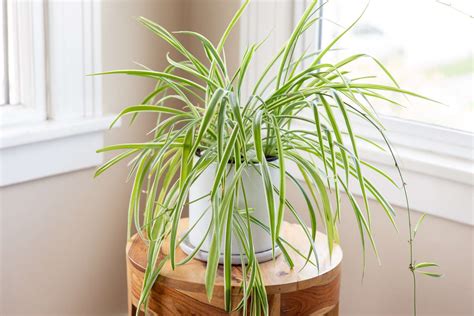 moisture meter spider plant|temporary spider plant care.